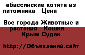 абиссинские котята из питомника › Цена ­ 15 000 - Все города Животные и растения » Кошки   . Крым,Судак